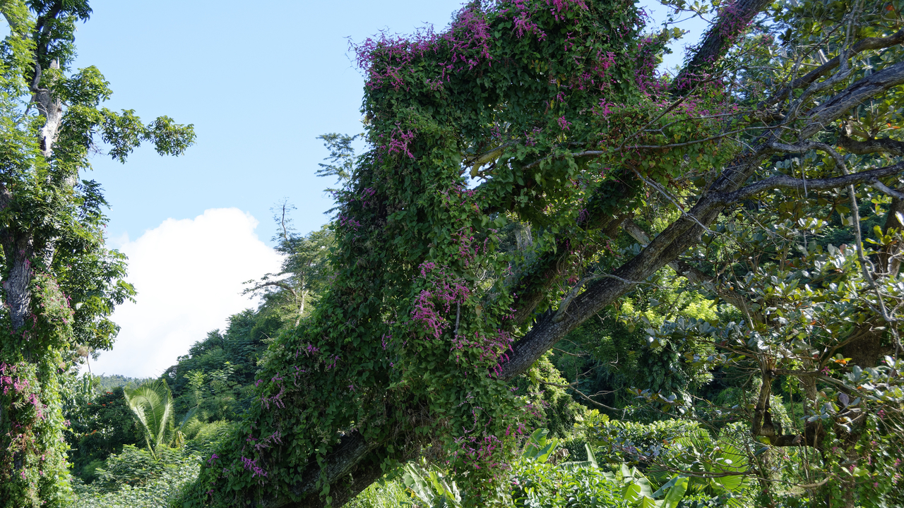 20190203-092458•Botanical Gardens•Roseau•Saint George•Dominica